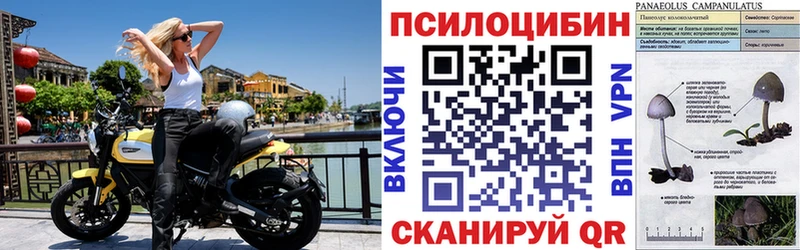 Купить закладки  Пудож  Галлюциногенные грибы мицелий 